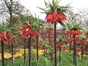 vermelho Flor Coroar Fritillaria Imperial  foto