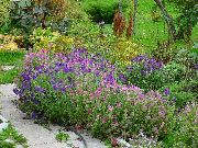 紫 花 鼠尾草，画圣人，圣人Horminum (Salvia) 照片