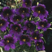 garden flowers purple Painted Tongue Salpiglossis photos, description, cultivation and planting, care and watering