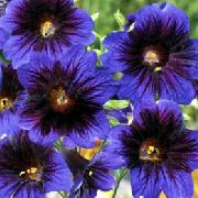 Målad Tunga blå Blomma