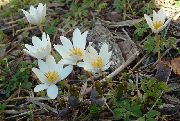 alb Floare Bloodroot, Puccoon Roșu (Sanguinaria) fotografie