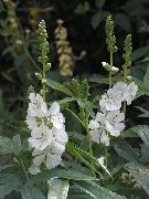 λευκό λουλούδι Checkerbloom, Μικρογραφία Hollyhock, Λιβάδι Μολόχα, Πούλι Μολόχα (Sidalcea) φωτογραφία