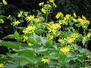 κίτρινος λουλούδι Φλιτζάνι Φυτό. Rosinweed (Silphium) φωτογραφία