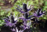 Mare Ametist Holly, Alpin Eryngo, Mare Alpin Holly violet Floare