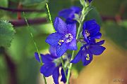 blå Blomma Jakobs Stege (Polemonium caeruleum) foto