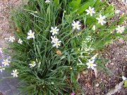 Сізірінхій (Сісірінхій) Вузьколистий білий Квітка