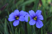 Stout Blue-Eyed Grass, Modre Oči Trava svetlo modra Cvet