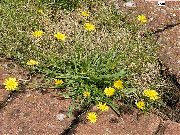 Pembe Şahin Sakal, Hawksbeard sarı çiçek