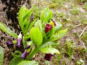 Európai Scopolia, Orosz Belladonna burgundia Virág