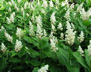 hvit Blomst Canada Mayflower, Falsk Liljekonvall (Smilacina, Maianthemum  canadense) bilde