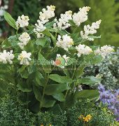 bílá Květina Kanady Mayflower, False Konvalinka (Smilacina, Maianthemum  canadense) fotografie