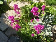pembe çiçek Cennetin Gül (Viscaria, Silene coeli-rosa) fotoğraf