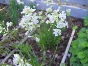 Смолка (Вискаря) білий Квітка