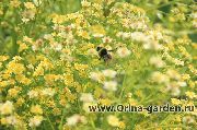 κίτρινος λουλούδι Σολιντάστερ (Solidaster) φωτογραφία