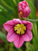 roz  Produsului Sparaxis, Floare Arlechin  fotografie