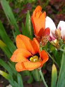 Sparaxis, Harlekýn Květ oranžový Květina