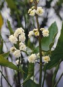 Χαβάη Βέλος, Βέλος Ιαπωνικά λευκό λουλούδι