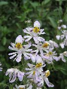 ホワイト フラワー 貧しい人の蘭、蝶の花 (Schizanthus) フォト