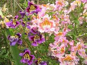 rosa  Arme-Leute-Orchidee, Schmetterling Blume (Schizanthus) foto