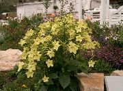 κίτρινος λουλούδι Ανθοφορίας Καπνού (Nicotiana) φωτογραφία