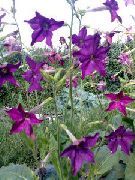 violetti Kukka Kukinnan Tupakka (Nicotiana) kuva