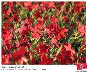 κόκκινος λουλούδι Ανθοφορίας Καπνού (Nicotiana) φωτογραφία