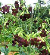 burgunder  Blomstring Tobakk (Nicotiana) bilde
