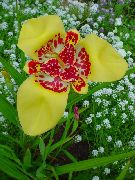 Tigridia żółty Kwiat