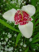 Τίγρη Λουλούδι, Μεξικάνικη Κέλυφος Λουλούδι λευκό 