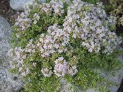 Θυμάρι Κήπο, Αγγλικά Θυμάρι, Κοινή Θυμάρι λευκό λουλούδι