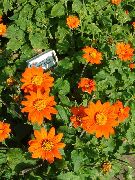 narančasta Cvijet Suncokret Stablo, Stablo Nevena, Divlji Suncokret, Meksički Suncokret (Tithonia) foto