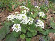 Kaukazského Penny Žerucha biela Kvetina