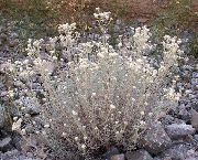 λευκό λουλούδι Μαργαριτάρι Αιώνια (Anaphalis) φωτογραφία
