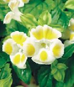 gul  Klovn Blomst, Wishbone Blomst (Torenia) bilde