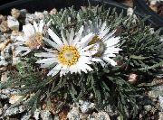garden flowers white Townsendia, Easter Daisy Townsendia  photos, description, cultivation and planting, care and watering