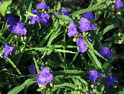 azul Flor Virginia Spiderwort, Lágrimas De Senhora (Tradescantia virginiana) foto