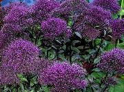 Throatwort violet Floare