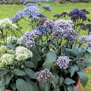 Throatwort γαλάζιο λουλούδι