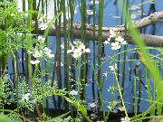 Violet Água branco Flor