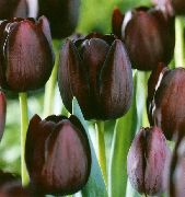 Tulipe vineux Fleur