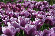пурпурен Цвете Лале (Tulipa) снимка
