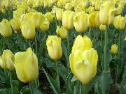 dzeltens Zieds Tulpe (Tulipa) foto