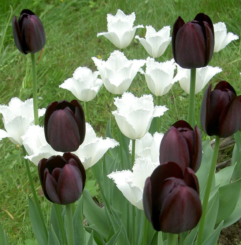 Черный тюльпан видео. Тюльпан Ayaan. Тюльпан Бургундия. Королевский тюльпан темные. Королевские черные тюльпаны.