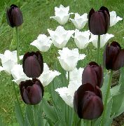 melns Zieds Tulpe (Tulipa) foto