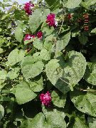 червоний Квітка Фарбітіс (Іпомея) (Ipomoea) фото