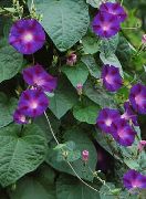 фіолетовий Квітка Фарбітіс (Іпомея) (Ipomoea) фото
