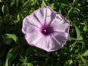 бузковий Квітка Фарбітіс (Іпомея) (Ipomoea) фото