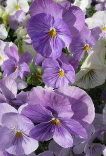 Flor Viola, Pensamiento (Viola wittrockiana) foto, características y  siembra, cuidado y creciente. Color de la flor: vinoso, lila, negro, rosa,  púrpura, azul, azul claro, amarillo, naranja, rojo, blanco