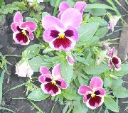 Viola, Stiefmütterchen rosa Blume