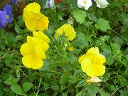 Фіалка Вітрокка (Братки) жовтий Квітка